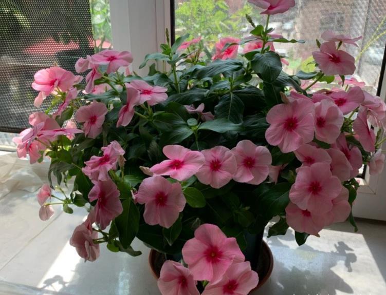 “欠修理”的花，不修不旺，剪剪花多，别舍不得