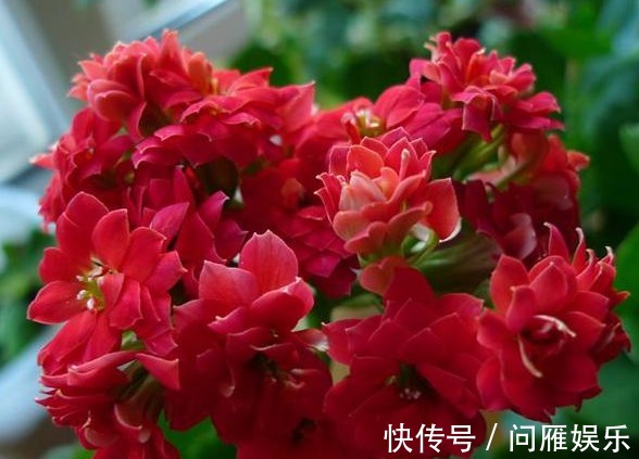 自来水|长寿花“浇水”窍门记住3个“关键”，不黄叶不烂根，花开不断