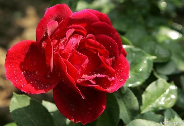 秋凉扦插“3种花”,枝条沾上“水土”,7天呼呼冒白根