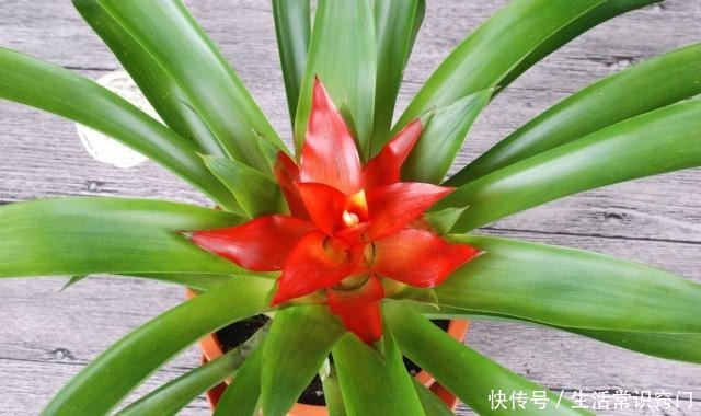 家里养花就养这“3种”,比发财树更“旺宅”,养个10盆也不多!