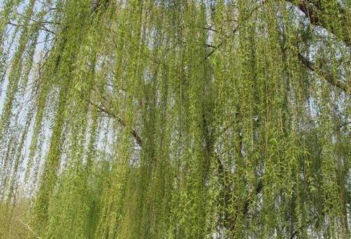 花卉|这种天然的“生根剂”,给花浇一点根系壮猛发芽,后悔今天才知道