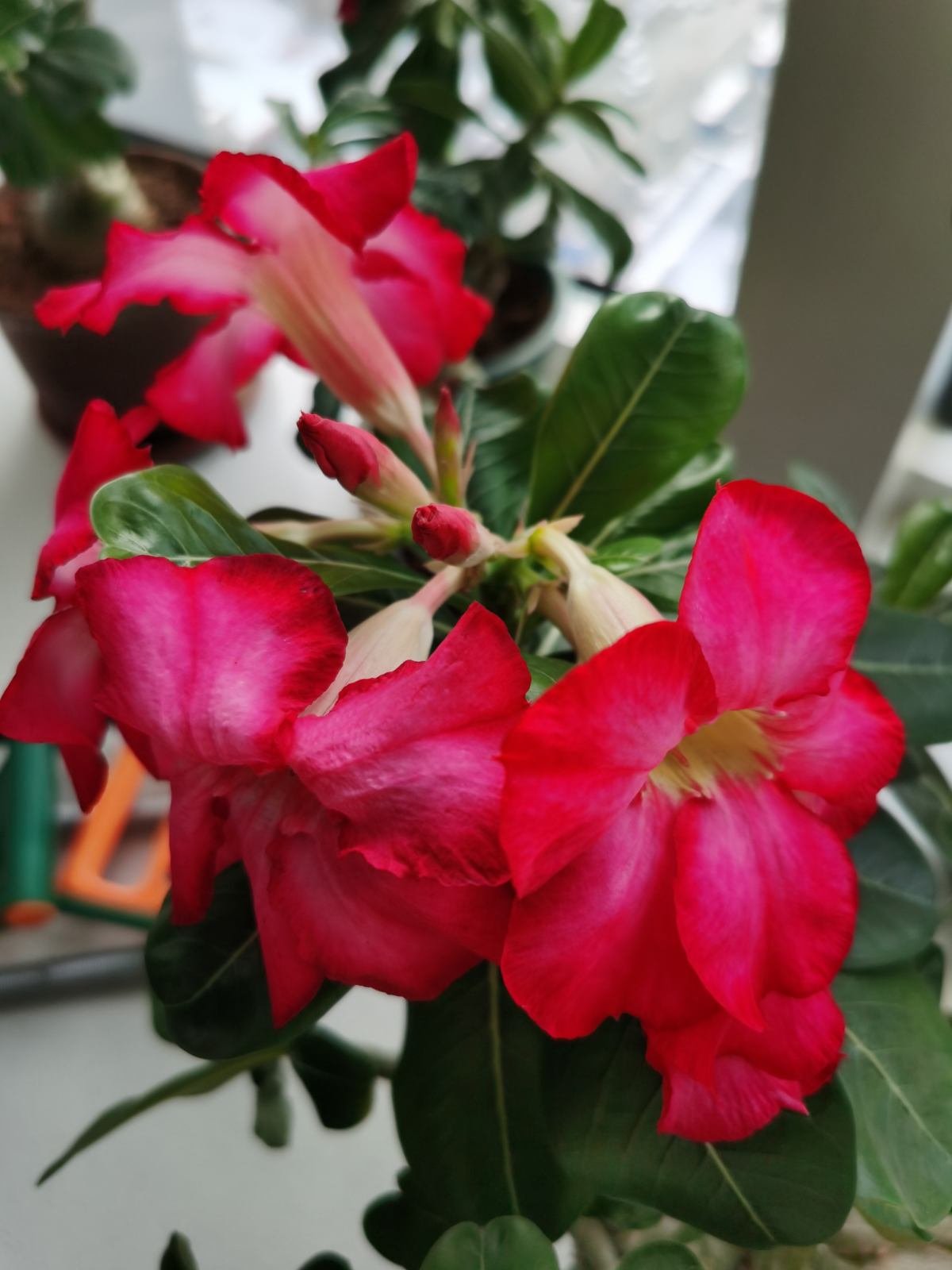 长寿花|8种花是“旱鸭子”，水一多就容易烂，不浇水反而壮得像萝卜