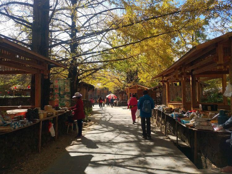 江东村|高黎贡山行之四：随走腾冲银杏村，惊艳，惬意