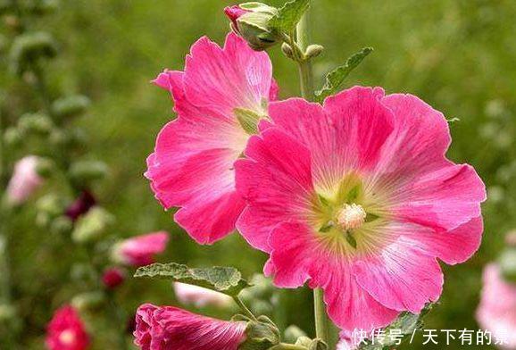 超漂亮的几款花卉,沾土就活,生命力都特别旺盛