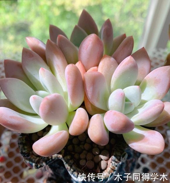 多肉很迷人,养着养着成了“卖家”,一不小心,盖起了大棚