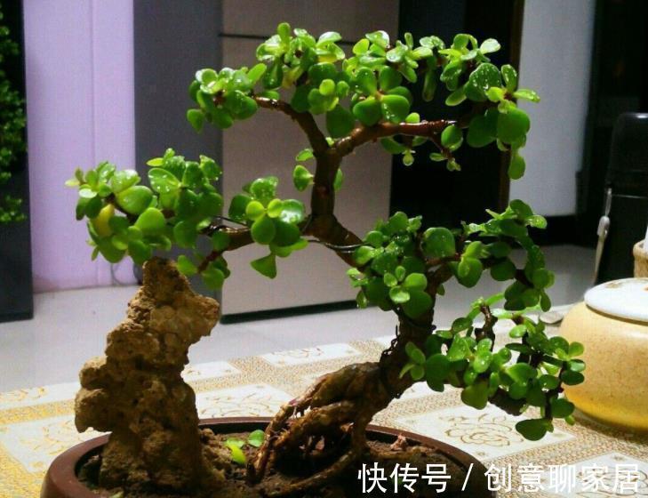 花友|5种不起眼的小盆栽，价格便宜养护简单，越养越精贵，适合新手