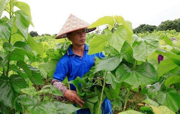  好喝|此叶摘几片用来煮鸡蛋汤，营养美味又好喝，还能保护视力降血压