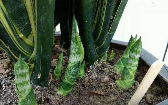 虎皮兰春天砍几下,分出几个娃,个个肥壮,一年窜到1米8