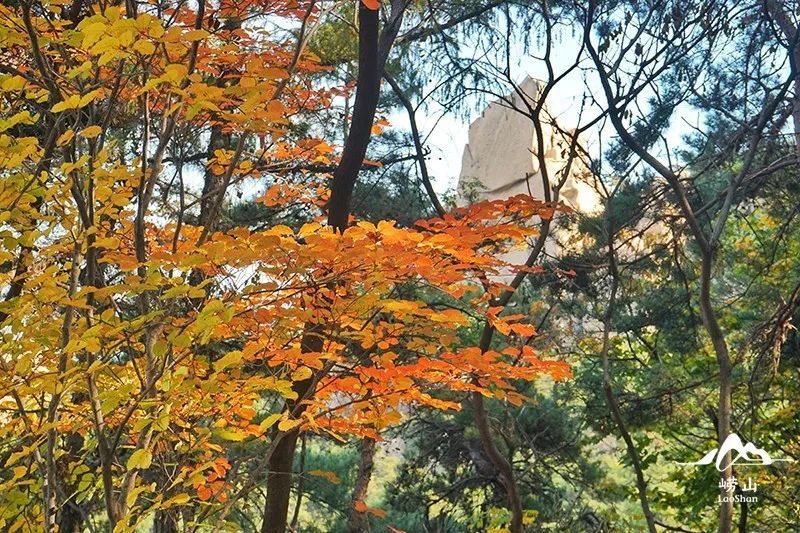 崂山风景区特约摄影|实况播报！绝美赏秋图鉴，醉入崂山秋色里