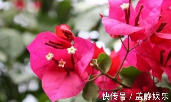 植物|三角梅,“3个”细节点,一个重要修剪,缺一不可,开花“艳丽”