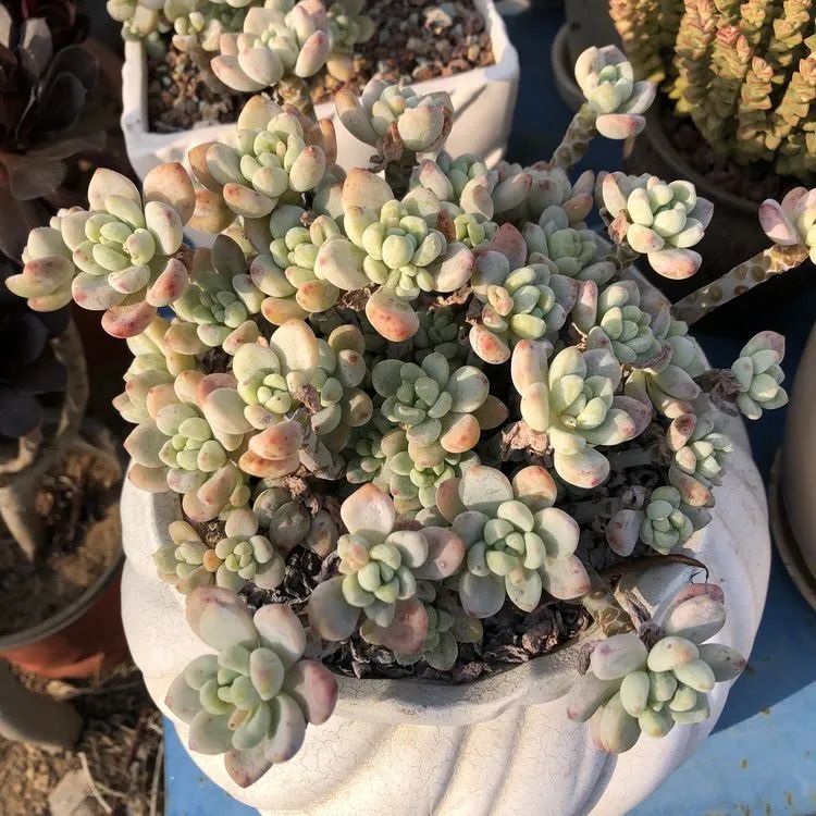 多肉小白三年励志对比养自己的花，爱自己的宇宙！