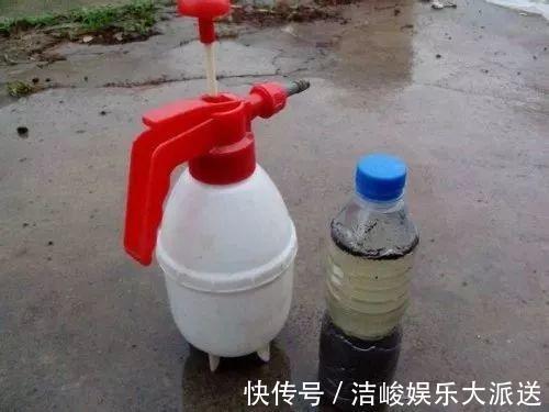 蚜虫|自制养花杀菌水，7天浇一勺，花不生虫不烂根