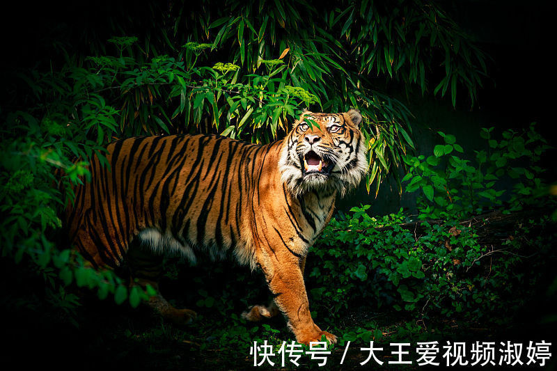 贵人|11月中旬,这三大生肖将会受到贵人的指点,喜迎桃花