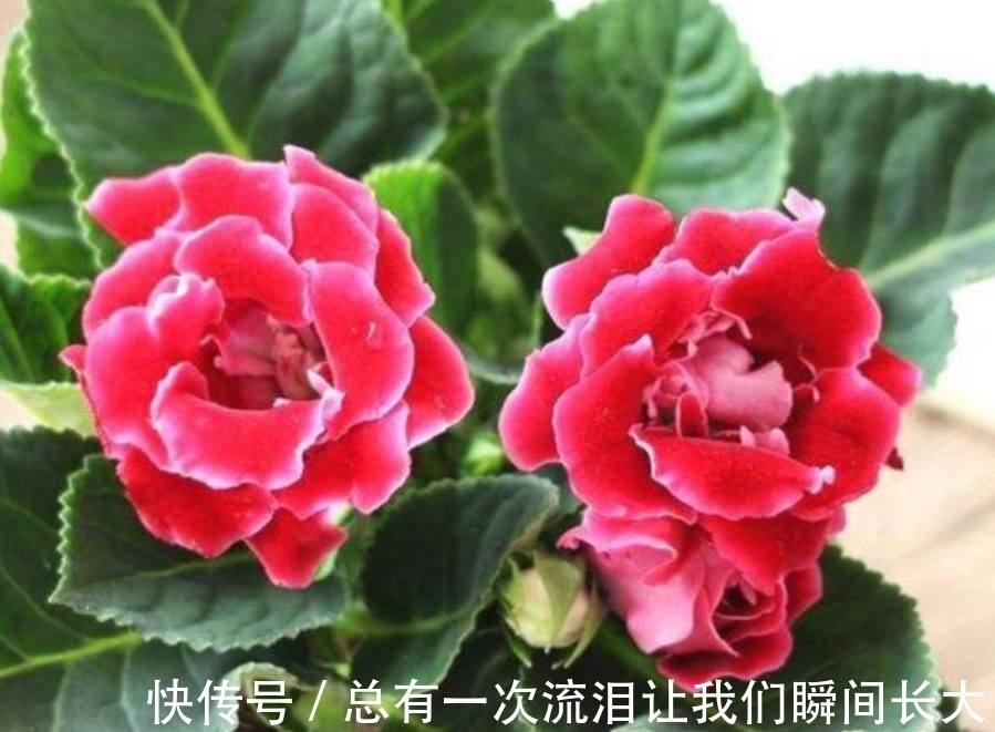 此花被称“香水之花”，旺财又旺运，开花漂亮上档次，越养越喜欢