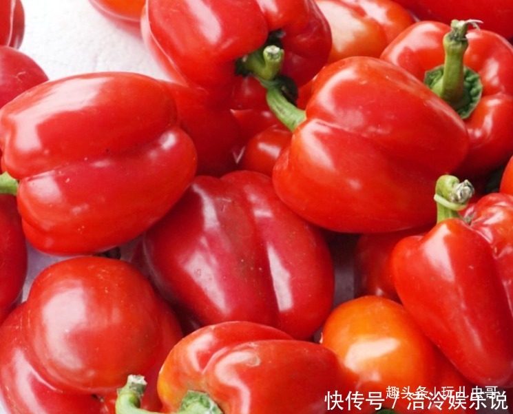 紅燈籠辣椒去濕解毒,舒緩神經(jīng),掌握三項,種出優(yōu)質(zhì)紅燈籠辣椒來