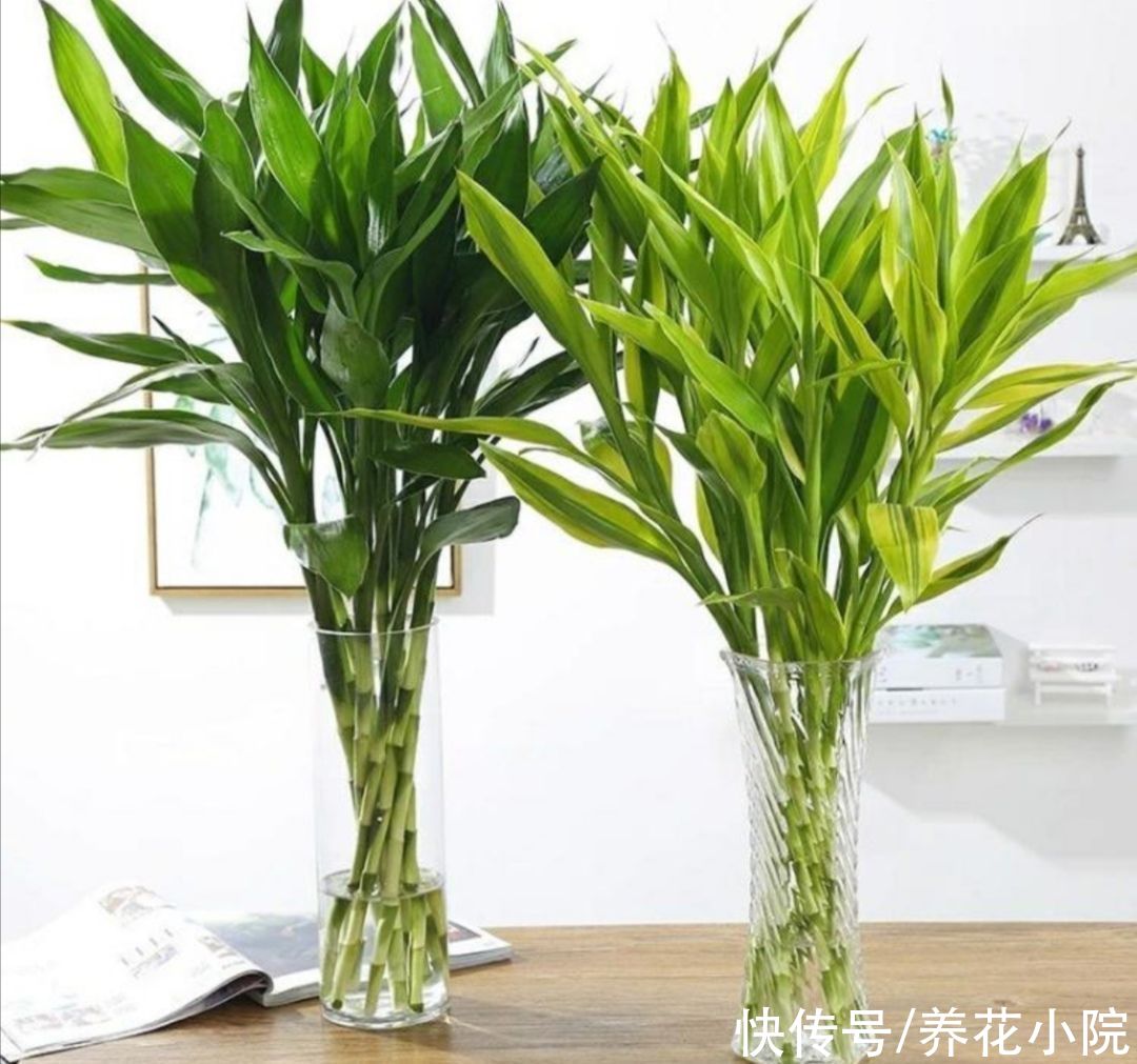 红豆杉|5种植物,能净化空气,养在室内美观大方