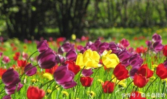 春天百花都要修剪，就是别动栀子花！剪一枝子，再也不开花！