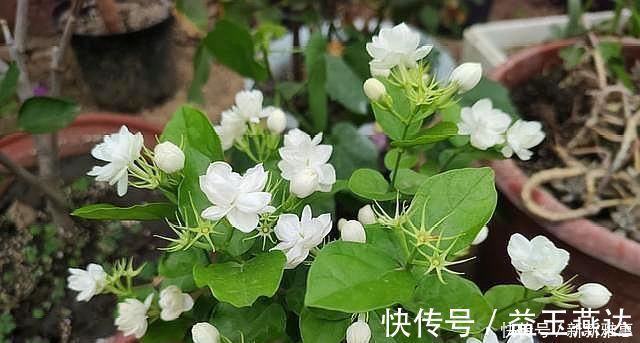 土壤|养茉莉花，做好“2点”，浇水跟上，四季不断长，开花就爆盆