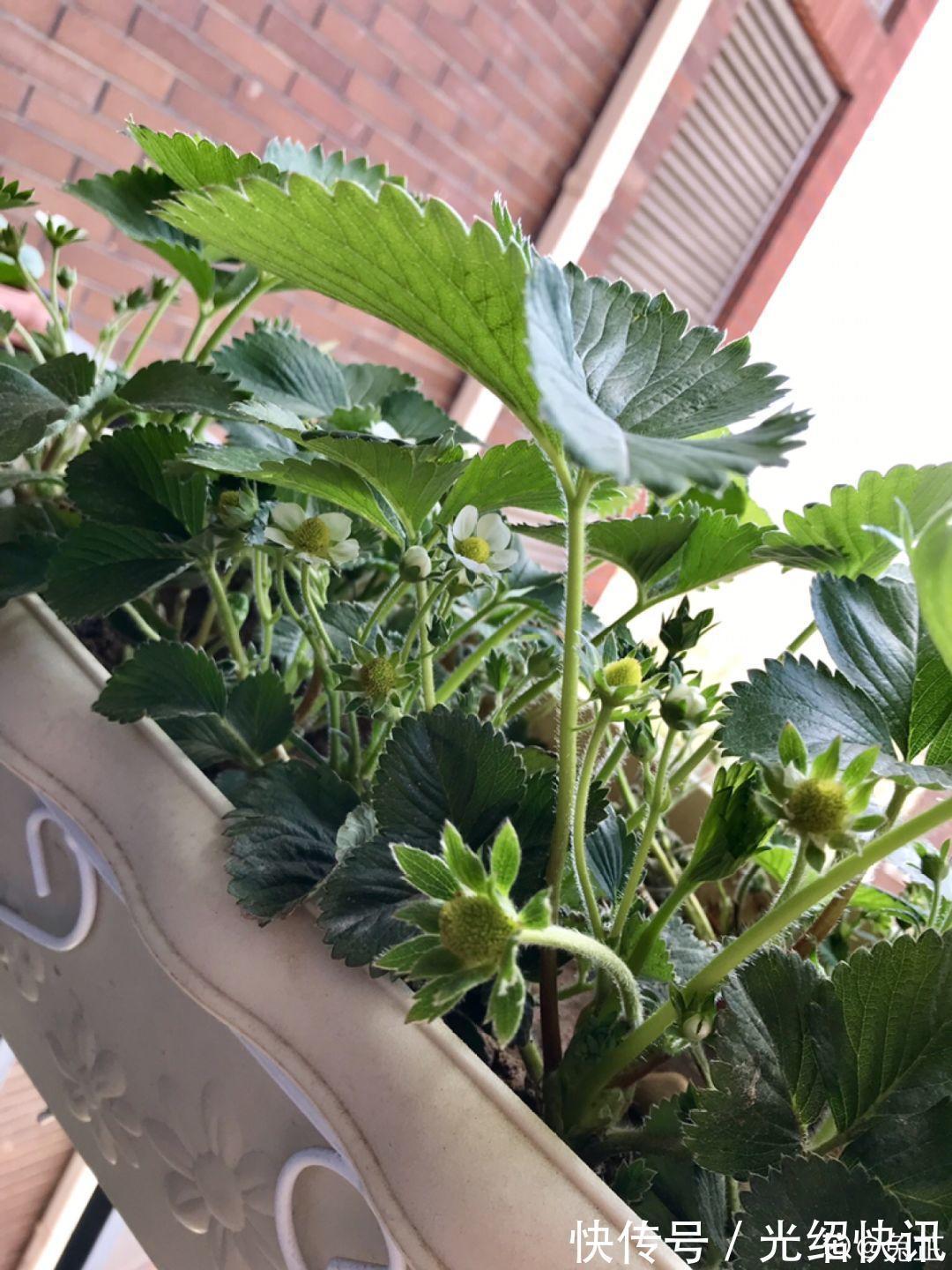 大粗杆插土里,7天生根,当年结果压弯枝,不用买水果了!