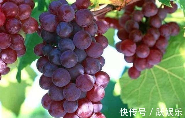 食物|会吃的人最长寿,三种食物要多吃,强筋骨,养心安神,早食早受益