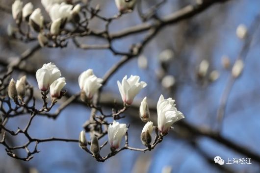 梅花、樱花、玉兰、二月兰……松江早春赏花图鉴来了