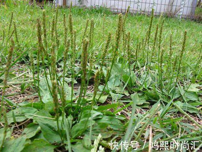 嫩叶|农村一种“救命草”,食用价值很高,不仅能吃还能泡茶