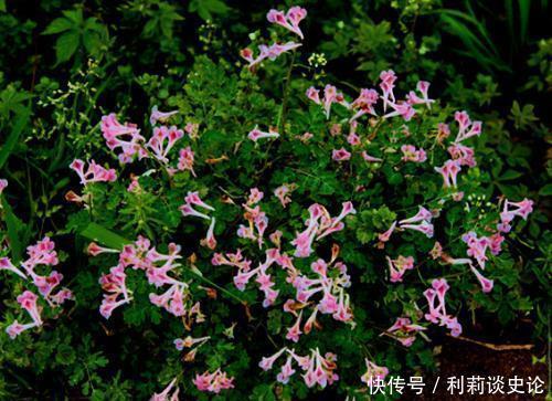 此款“头疼花”,开花量大,价值珍贵,长多了令人发愁!