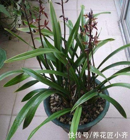 花芽|墨兰花期将至，如果你养的花芽没出土，给它做三步，很快就能开花