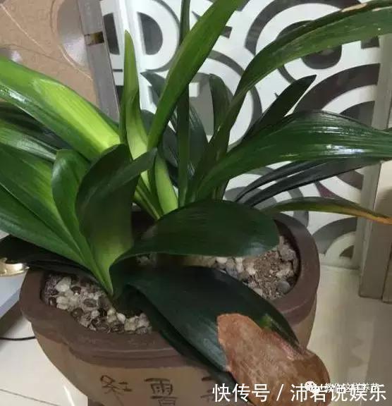 松果|君子兰肥到流油，长寿花开不断，原来他用了1个小方法！