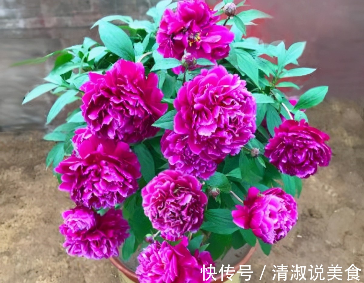 3款值得盆栽的“长期花”，年年开花200多天，花朵个大色泽艳丽