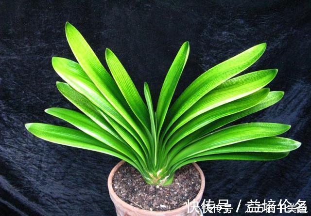 高手养君子兰，1片叶子长1株，蘸点它2周窜白根，3年养200棵