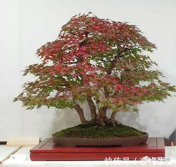 丛林式|山野丛林怎么样才能变成精致的盆景？9个步骤告诉你！