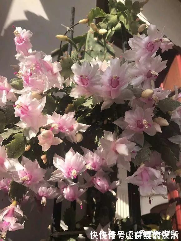 养花|老花匠:扔4种“东西”,就是扔钱,比花肥还好用,不花钱!