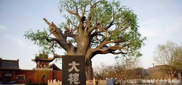 举措|这棵树历经千年,因朱元璋的一个举措,后来变成了百姓心中的国宝!