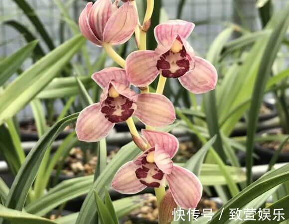 养兰花总是烂根黄叶盆底垫上常见生活垃圾,不烂根新芽冒不停