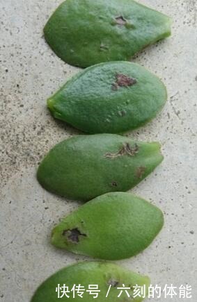 吴大妈把叶子“插花盆”，5年后，养成花树，开满花，清新又漂亮！