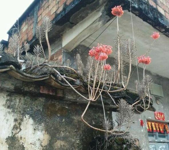 瓦松老一辈的回忆，喜在8、9月开花，盆栽得抓住4个细节