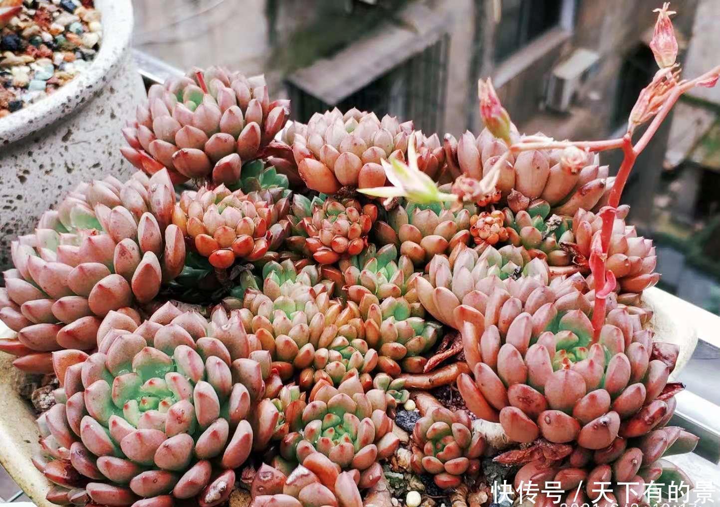 肉友|红宝石一直长花箭是咋回事?甭理它,它就是多肉植物中的“骡子”
