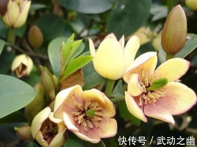 花朵|4种花,堪称花界“劳模”,越热花开越多,30天养成“小花园”!