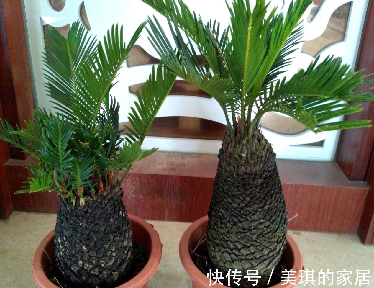 甭淘汰养花旧土,这么一处理添加,不用多花钱土质就变好了