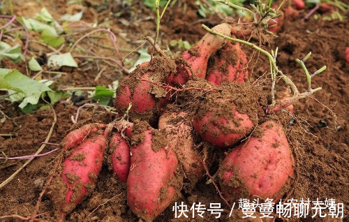 体脂肪|女性肚子有赘肉，常食此食物，让肚腩轻松悄悄瘦下来，告别水桶腰