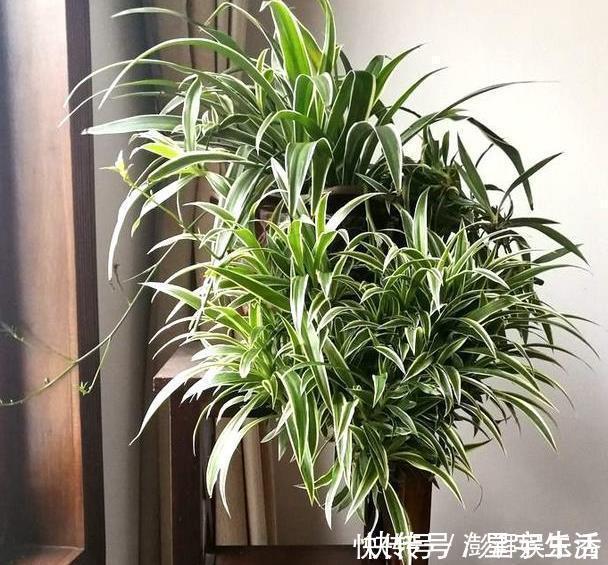 仙人球|家里养这5种花,怎么折腾也不死,养一盆爆一盆,懒人也合适