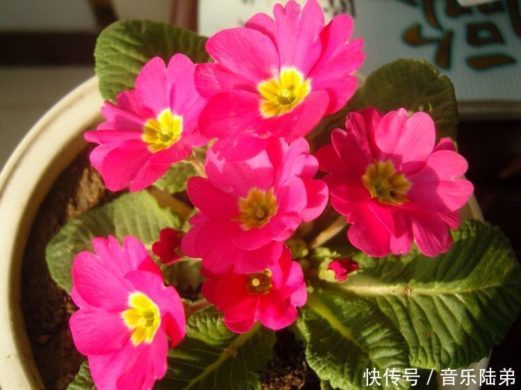 这几款小花，便宜又好养，长势茂盛，花大服盆快，全年开花不断