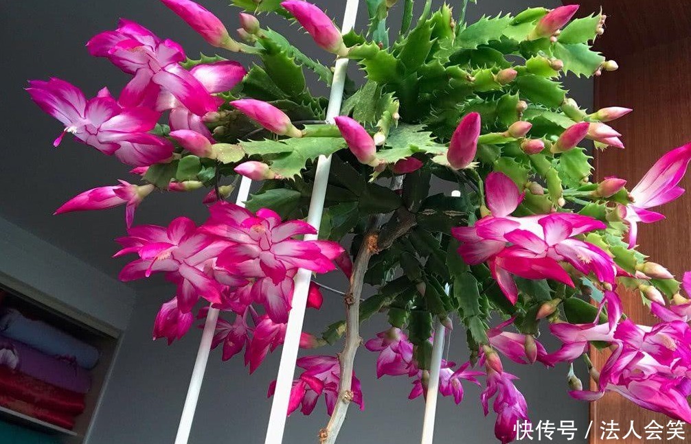 盆栽|天热养蟹爪兰,解锁浇水密码,度夏容易,盆栽照样嗖嗖长新叶