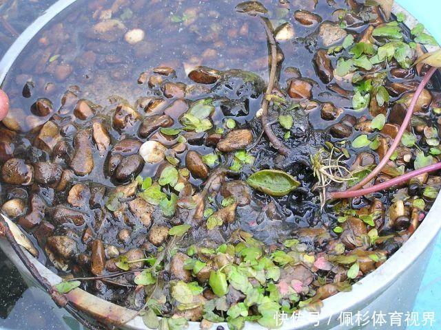 睡莲叶子老是烂,水里长虫,怎么促进开花?这些问题都统一回答了