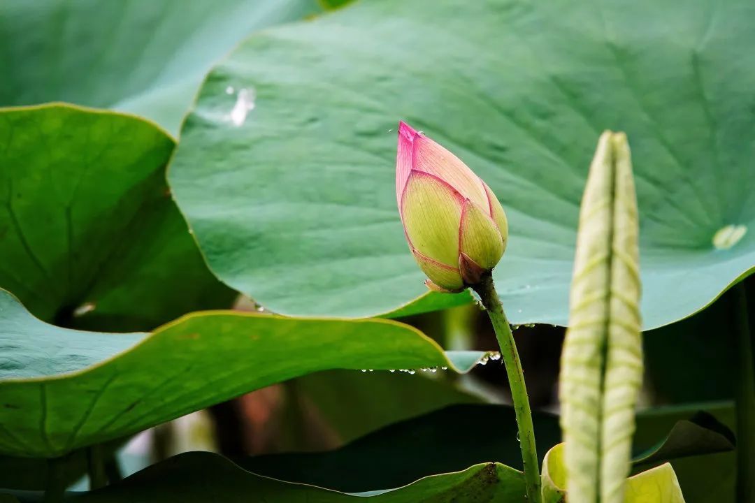 摄影|这片百亩花海绽放在即！初夏的湘湖竟藏着这么多惊喜~