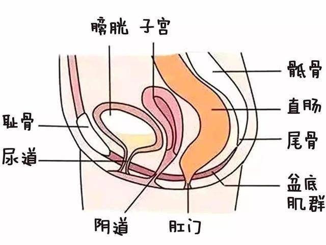 下垂|剖腹产后如何助子宫归位，防内脏下垂？如何把握黄金42天瘦肚子