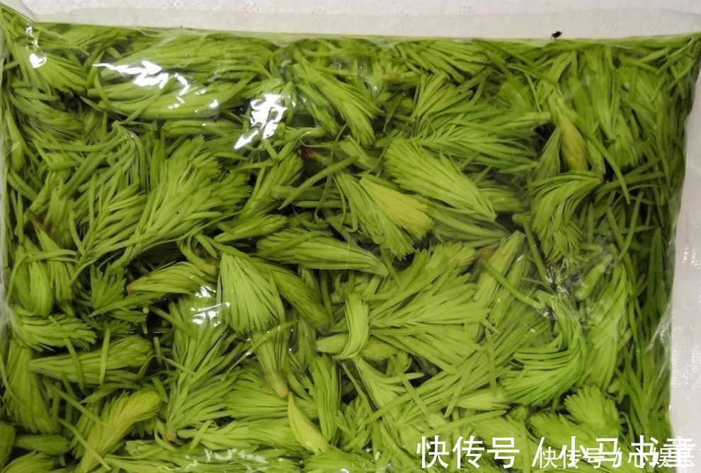 云南|松树上一种野菜，吃起来像松油，却是难得的稀罕物30元一斤