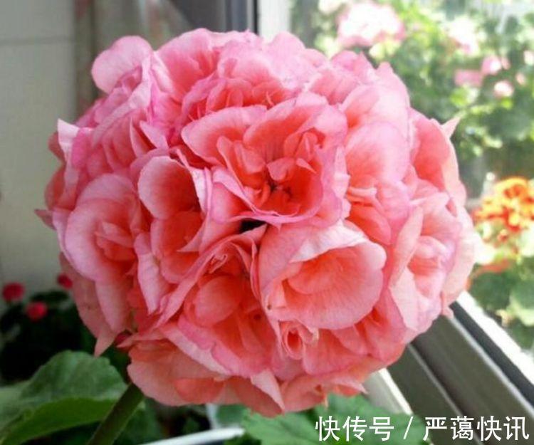 花卉|家养几款花卉，开花勤爱爆盆，盛开时繁花似锦，美轮美奂