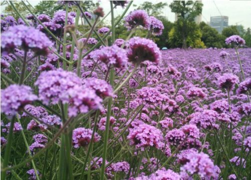 喜欢养花，不妨试试这几款，开花似花海，花型独特又美观